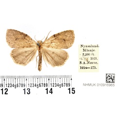 /filer/webapps/moths/media/images/P/patagiata_Geniascota_PTM_BMNH.jpg