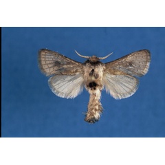 /filer/webapps/moths/media/images/W/willihaberlandi_Lebedodes_PTM_NHMO.jpg