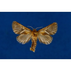 /filer/webapps/moths/media/images/P/percivali_Mountelgonia_PT_Lehmann.jpg