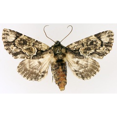 /filer/webapps/moths/media/images/N/nigrimacula_Thiacidas_AF_TMSA_02.jpg
