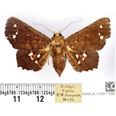 /filer/webapps/moths/media/images/L/lamprima_Episparis_AF_BMNH.jpg