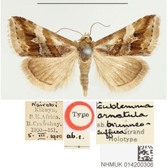 /filer/webapps/moths/media/images/B/brunneosuffusa_Eublemma_HT_BMNH.jpg