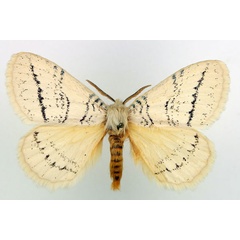 /filer/webapps/moths/media/images/P/punctulata_Phiala_AM_Basquin_01.jpg