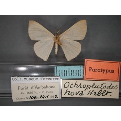 /filer/webapps/moths/media/images/H/hova_Ochroplutodes_PT_RMCA_02.jpg