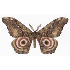 /filer/webapps/moths/media/images/A/ata_Gynanisa_AM_Basquina.jpg