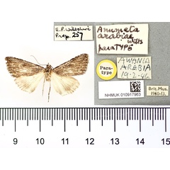 /filer/webapps/moths/media/images/A/arabiae_Anumeta_HT_BMNH.jpg