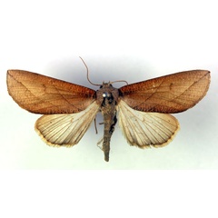 /filer/webapps/moths/media/images/E/elegantula_Arcyophora_A_RMCA.jpg