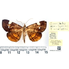 /filer/webapps/moths/media/images/A/albiplagiata_Gracilodes_AT_BMNH.jpg