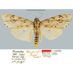 /filer/webapps/moths/media/images/S/sogai_Phryganopteryx_HT_MNHN.jpg