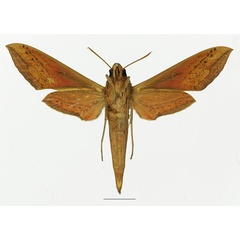 /filer/webapps/moths/media/images/G/gracilis_Hippotion_AF_Basquin_01b.jpg