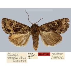 /filer/webapps/moths/media/images/C/cupricolor_Oligia_AT_MNHN.jpg