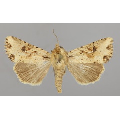 /filer/webapps/moths/media/images/N/natalensis_Mythimna_A_RMCA_01.jpg