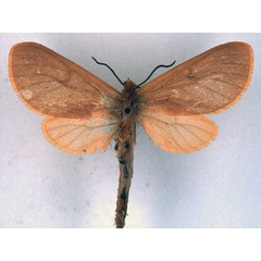 /filer/webapps/moths/media/images/E/erlangeri_Metarctia_HT_BMNH_01.jpg
