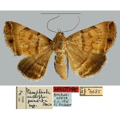 /filer/webapps/moths/media/images/P/punctata_Plecopterodes_HT_MNHN.jpg