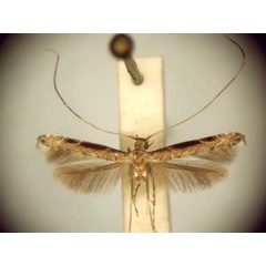 /filer/webapps/moths/media/images/P/procellaris_Semnocera_MT_TMSA6046.jpg