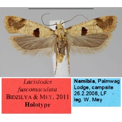 /filer/webapps/moths/media/images/F/fuscomaculata_Lacistodes_HT_NMNW.jpg
