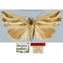 /filer/webapps/moths/media/images/H/humberti_Taraconica_AT_MNHN.jpg