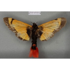 /filer/webapps/moths/media/images/L/lanigera_Epicausis_LT_BMNHb.jpg