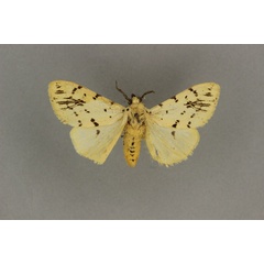 /filer/webapps/moths/media/images/S/sublutea_Eyralpenus_A_BMNH_02.jpg