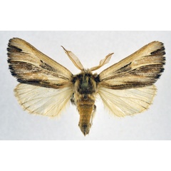 /filer/webapps/moths/media/images/S/spurcata_Eutimia_AM_NHMO.jpg