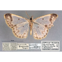 /filer/webapps/moths/media/images/F/flavicincta_Zamarada_PLT_OUMNH_02.jpg