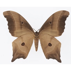 /filer/webapps/moths/media/images/D/deyrollii_Pseudimbrasia_AM_Basquin_02b.jpg