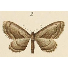 /filer/webapps/moths/media/images/A/albostriata_Phibalapteryx_STF_Voeltzkow_6-02.jpg