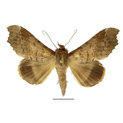 /filer/webapps/moths/media/images/V/variabilis_Pseudogiria_AM_Basquin.jpg