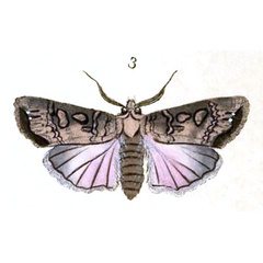 /filer/webapps/moths/media/images/S/spinula_Phalaena_Donovan_345_3.jpg
