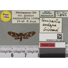 /filer/webapps/moths/media/images/A/andapa_Tenuinaclia_PTM_BMNH_01a.jpg