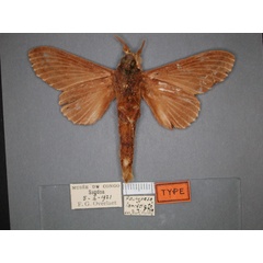 /filer/webapps/moths/media/images/L/lanceolata_Filiola_HT_RMCA_02.jpg