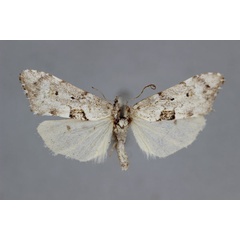 /filer/webapps/moths/media/images/L/lichenaria_Exilisia_A_BMNH.jpg