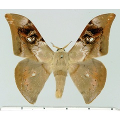 /filer/webapps/moths/media/images/B/bernardii_Orthogonioptilum_AM_Basquin.jpg
