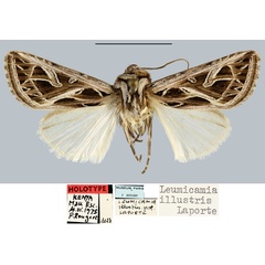 /filer/webapps/moths/media/images/I/illustris_Leumicamia_HT_MNHN.jpg
