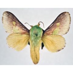 /filer/webapps/moths/media/images/V/viridifascia_Latoia_AM_NHMO.jpg
