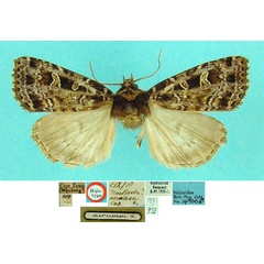 /filer/webapps/moths/media/images/A/aeramen_Dianthoecia_HT_BMNH.jpg