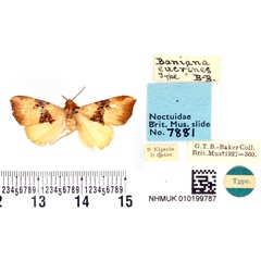 /filer/webapps/moths/media/images/E/eucrines_Baniana_HT_BMNH.jpg