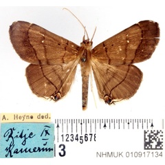 /filer/webapps/moths/media/images/M/metopis_Gracilodes_AM_BMNH_02.jpg