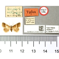 /filer/webapps/moths/media/images/R/rectifascia_Paryphanta_HT_BMNH.jpg