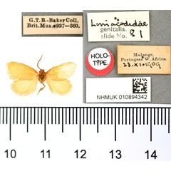 /filer/webapps/moths/media/images/F/flava_Pseudomantria_HT_BMNH.jpg