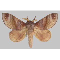/filer/webapps/moths/media/images/R/reussi_Mallocampa_LT_MfN.jpg