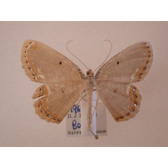 /filer/webapps/moths/media/images/P/palumbata_Melinoessa_A_Revell.jpg