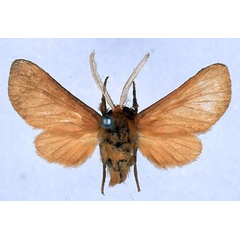 /filer/webapps/moths/media/images/D/didyma_Metarctia_HT_BMNH_01.jpg