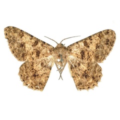 /filer/webapps/moths/media/images/B/boarmiaria_Hypochroma_LT_BMNH.jpg