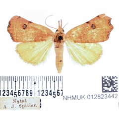 /filer/webapps/moths/media/images/P/phalaeniformis_Hondryches_AM_BMNH_02.jpg