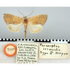 /filer/webapps/moths/media/images/I/irrorata_Paraxests_HT_BMNH.jpg