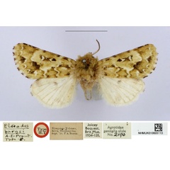 /filer/webapps/moths/media/images/B/barnsi_Elaeodes_HT_BMNH.jpg