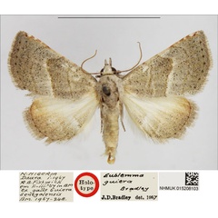 /filer/webapps/moths/media/images/G/guiera_Eublemma_HT_NHMUK.jpg