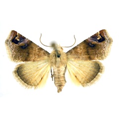 /filer/webapps/moths/media/images/A/apicimacula_Eublemmoides_A_NHMO.jpg