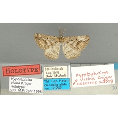/filer/webapps/moths/media/images/V/vicina_Hypotephrina_HT_TMSA.jpg